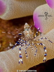 Shrimply Bluetiful

Spotted Cleaner Shrimp (Periclimene... by Manuel Cabanillas 
